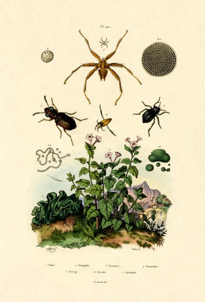 Ground Beetle by French School
